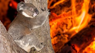 A koala clinging to a tree as a bush fire burns in the background.