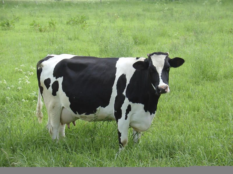 German cow escapes slaughterhouse, heads to Oktoberfest