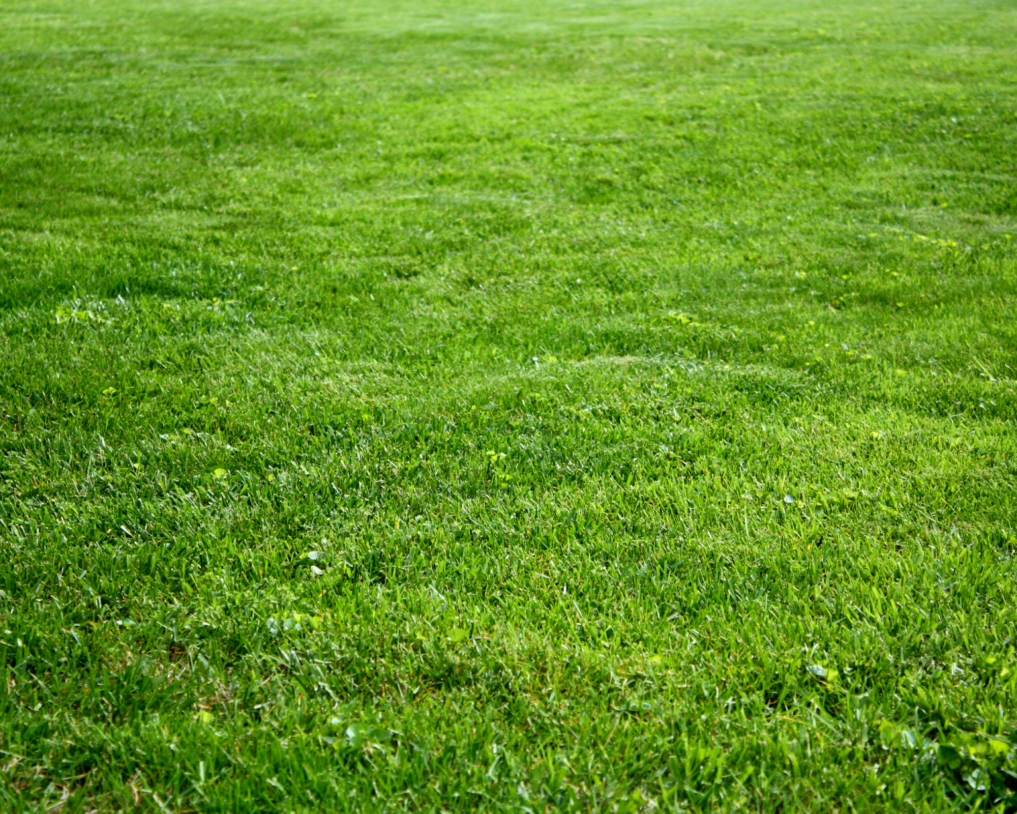 Bluegrass lawn
