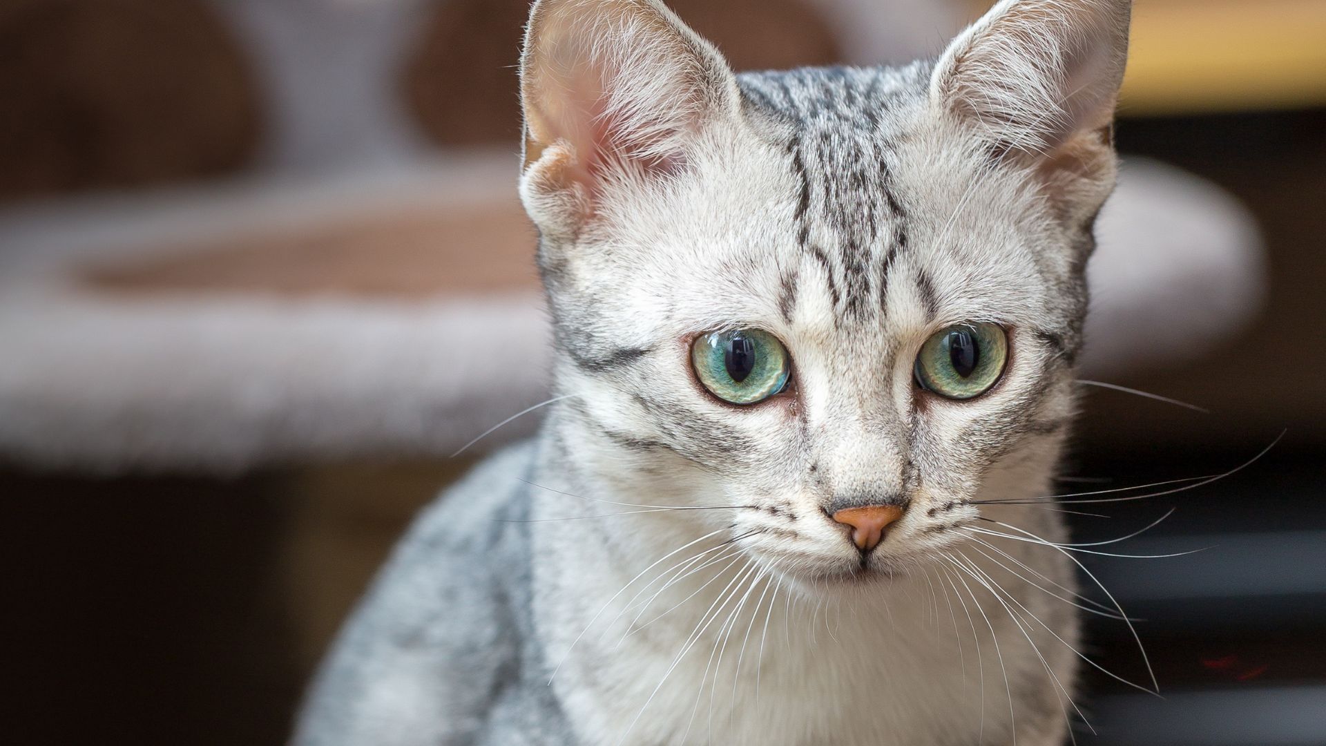 Egyptian Mau