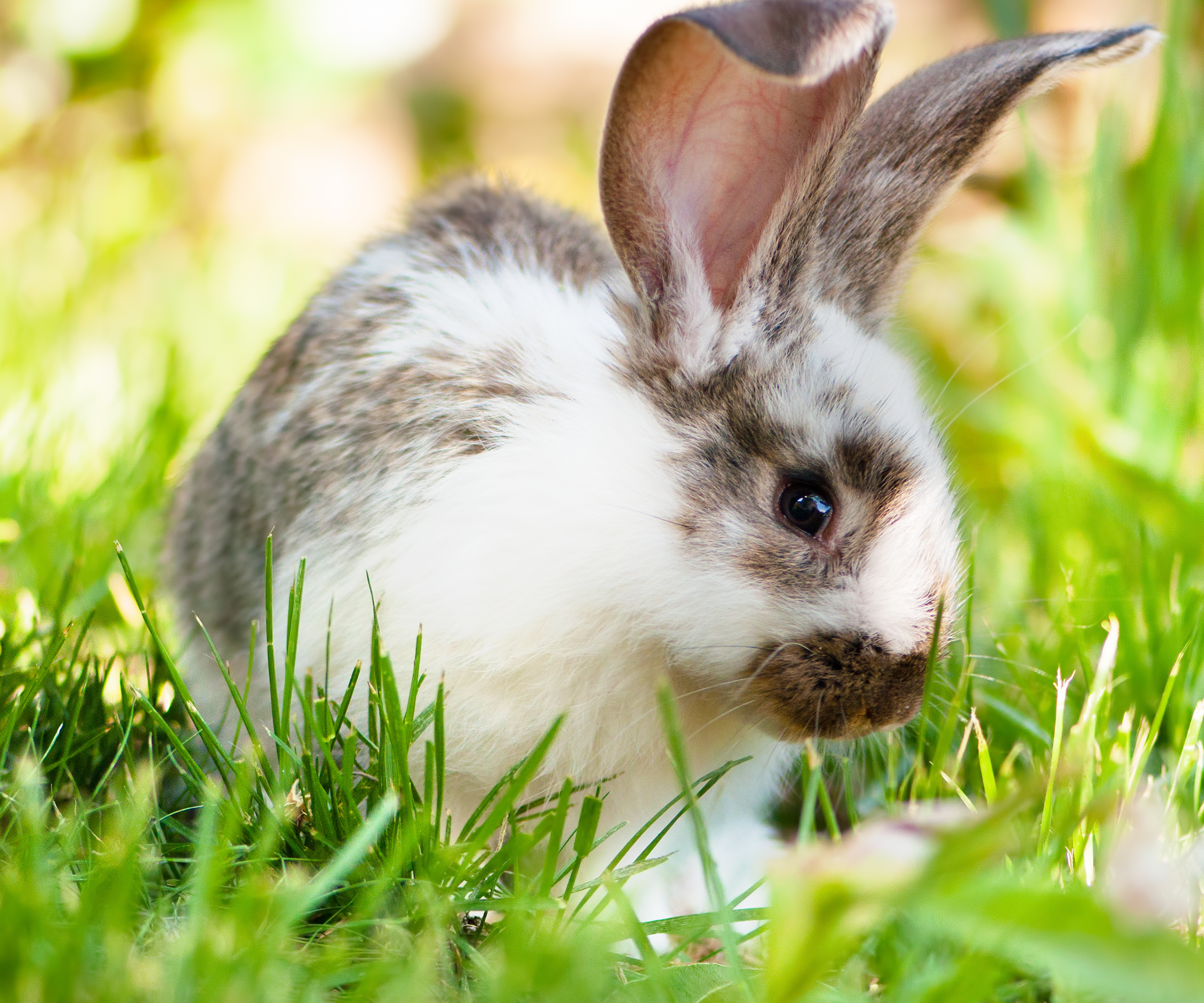White and brown pet rabbit sitting in grass, glancing at camera