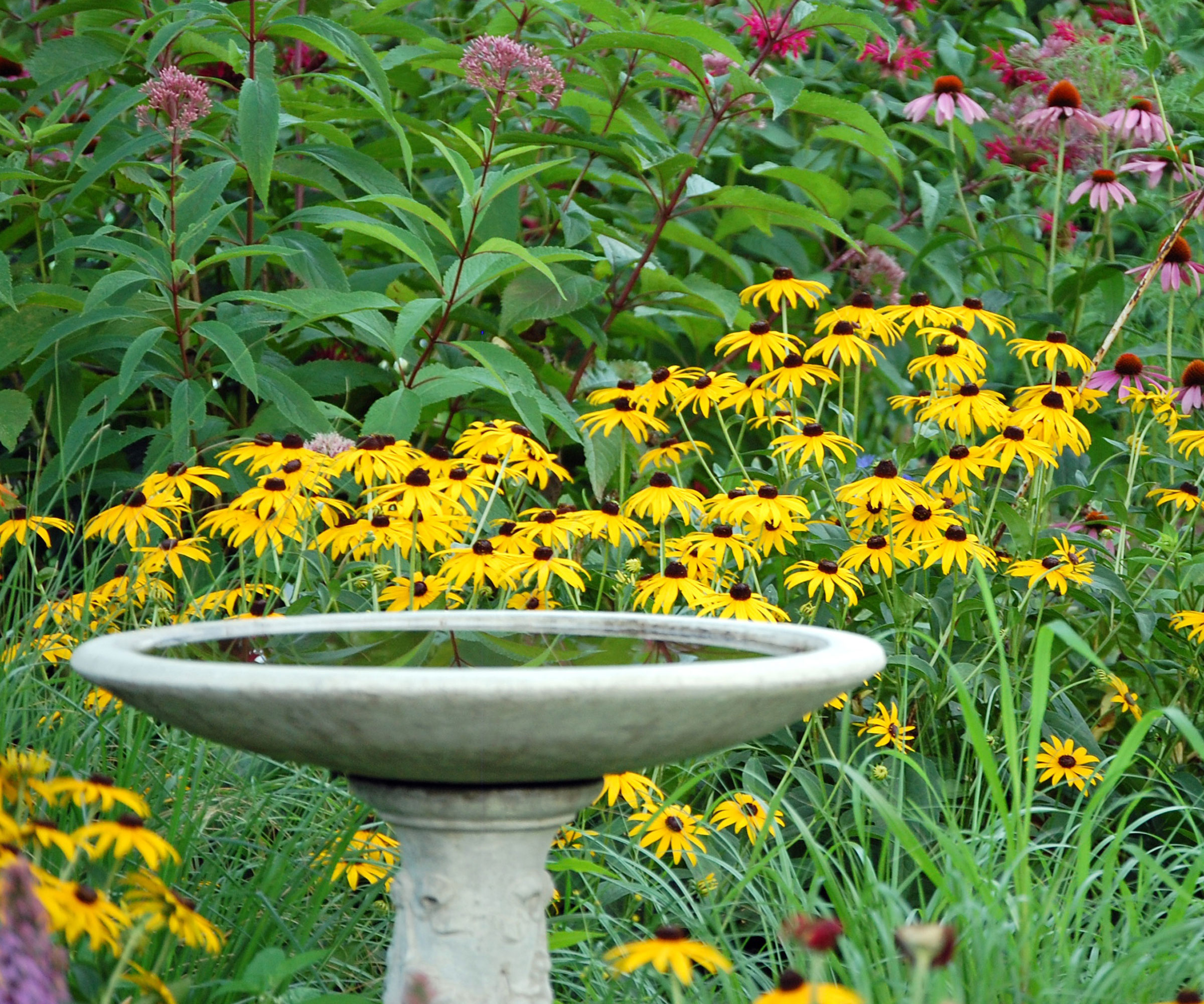 bird bath near yellow rudbeckia and pink coneflowers