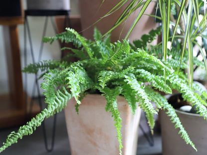 Potted Boston Fern Plant