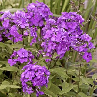 Phlox Paniculata 'Blue Paradise'