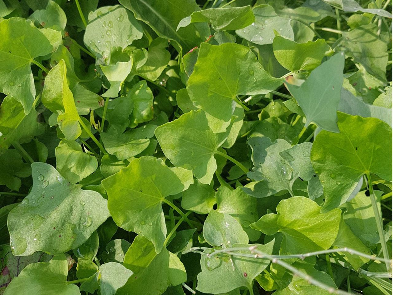 French Sorrel Plants