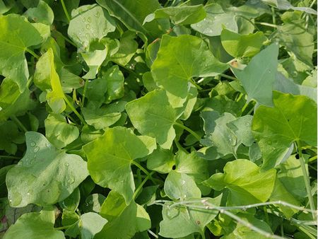 French Sorrel Plants