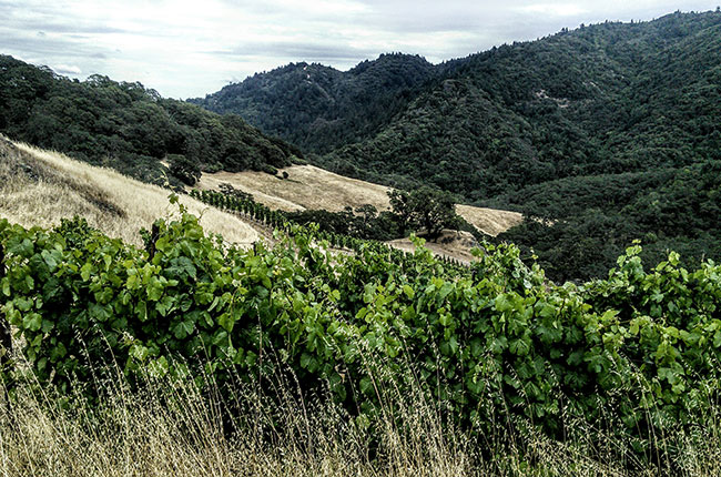 Wild Cain vineyards in Spring Mountain