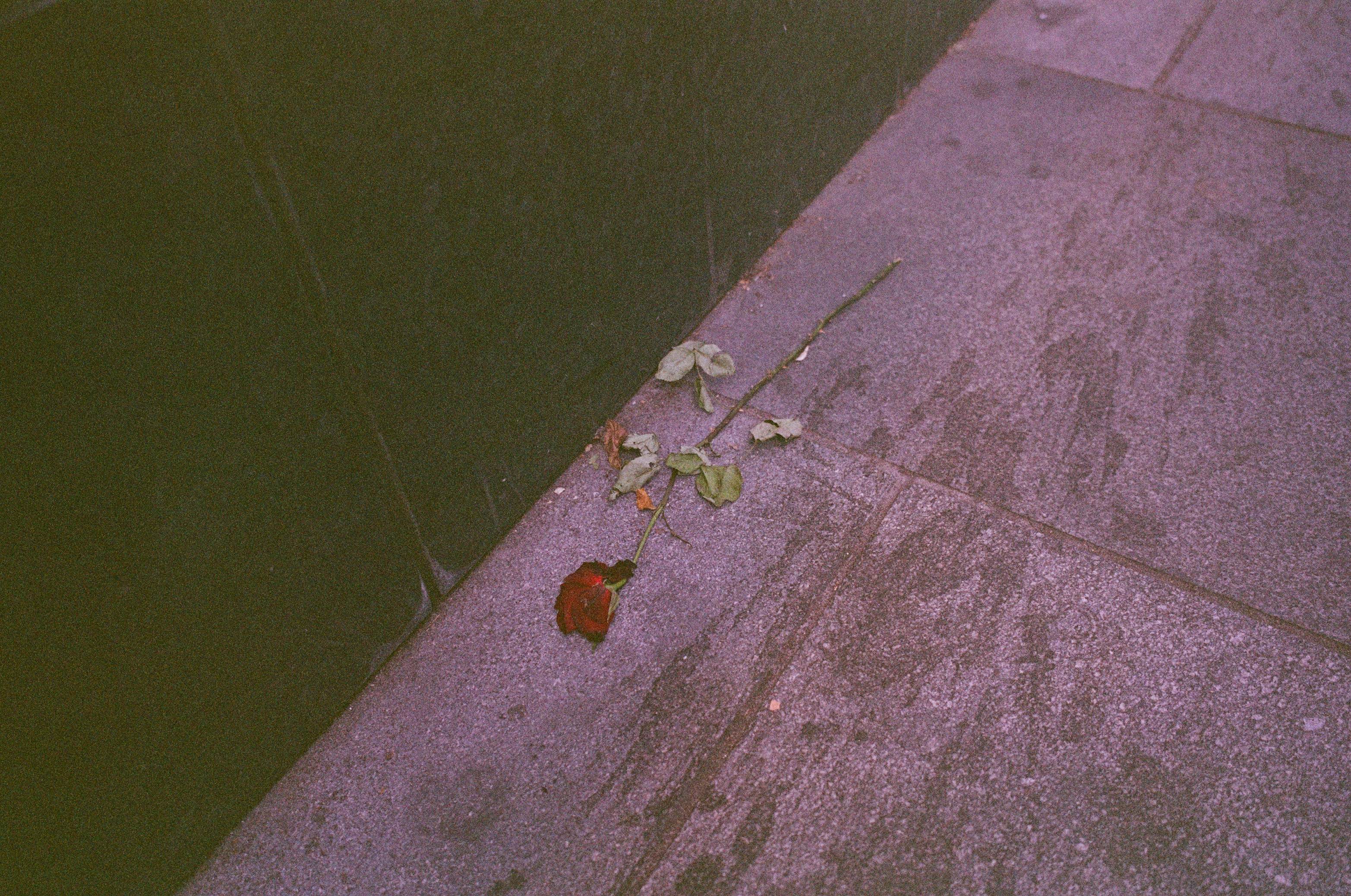 Leica MP color film scan of a trampled rose on a pavement