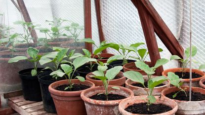 seedlings growing in a greenhouse insulated with bubble wrap to keep it warm in winter