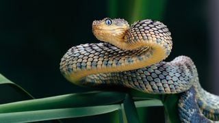 Rough-scaled bush viper preparing to strike. It is coiled around some green foliage.