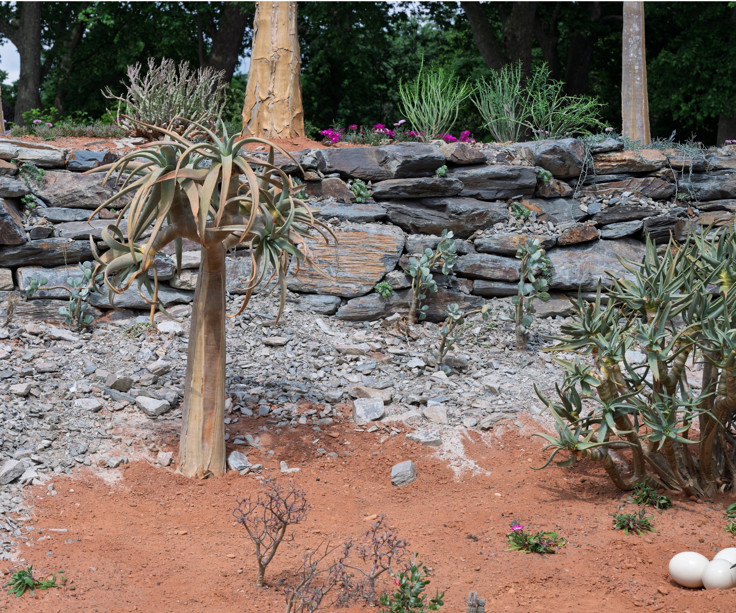 Karoo Succulent Garden