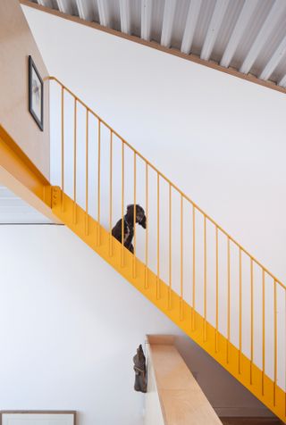 Black dog sitting on yellow industrial style staircase