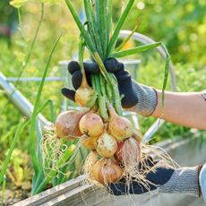 A gardener holding freshly picked onions in a summer vegetable garden
