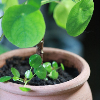 Pilea Peperomioides or Chinese money plant in a clay pot