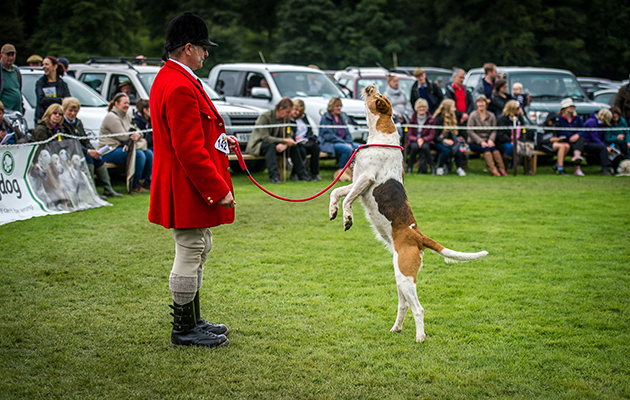Can you spot the biscuit that the Blencathra’s legendary huntsman Barry Todhunter has thrown to this hound?