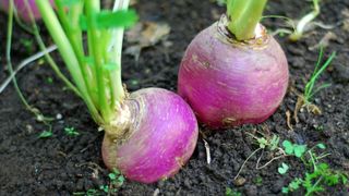 turnips growing in ground