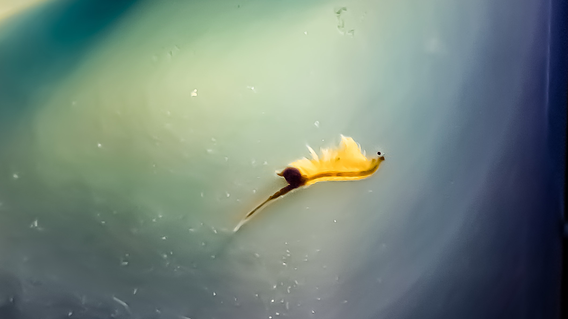 yellow brine shrimp in green water