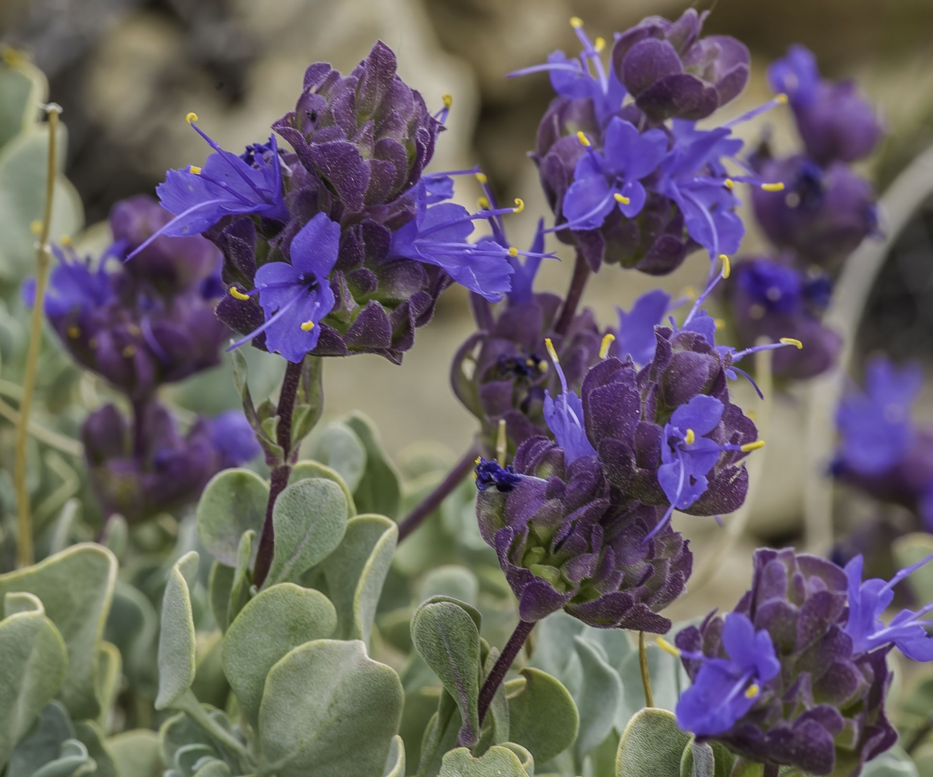 Desert Purple Sage