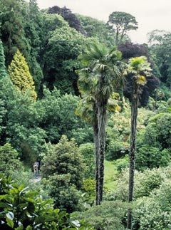 Trebah, Cornwall : 10 best British Gardens to visit