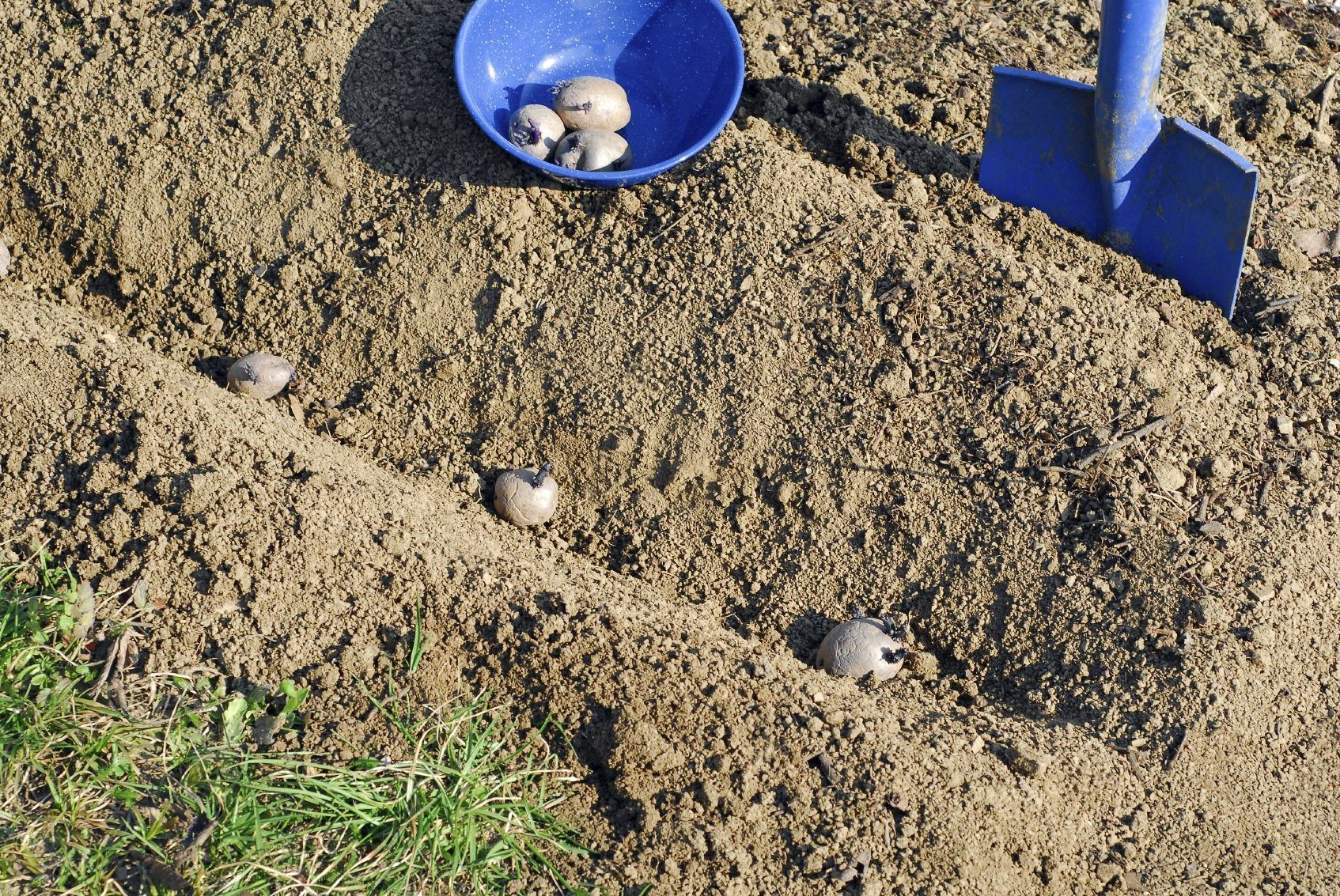 Potato Seed Bed Preparation Tips For Preparing A Potato Bed