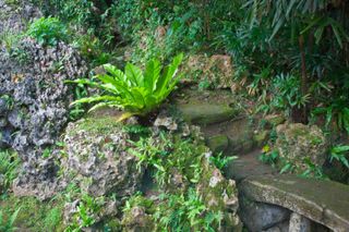 Zen garden ideas: ferns growing amongst rocks in Zen garden