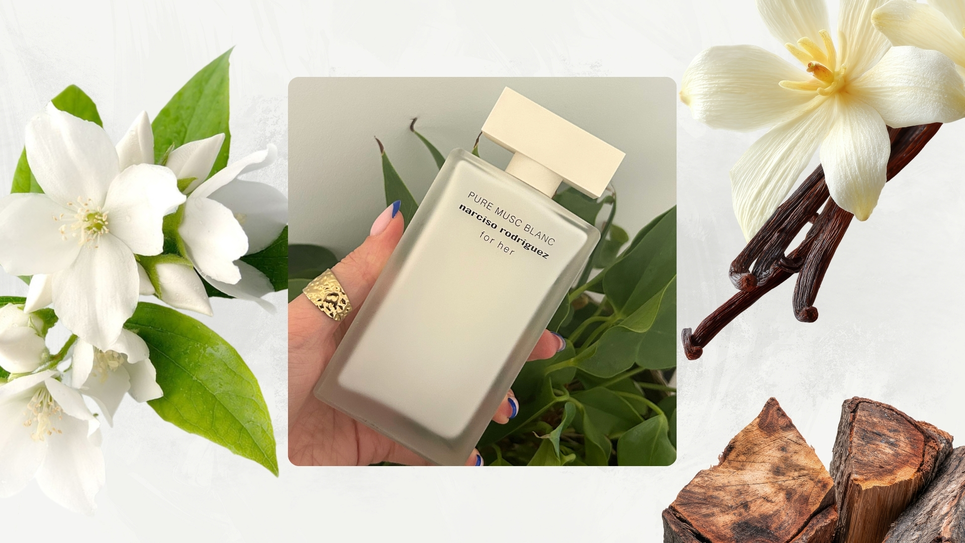 Image of hand holding white bottle of Narciso Rodriguez's For Her Pure Musc Blanc Eau De Parfum Intense on a white background with image of white jasmine flower, vanilla pods and cedarwood 