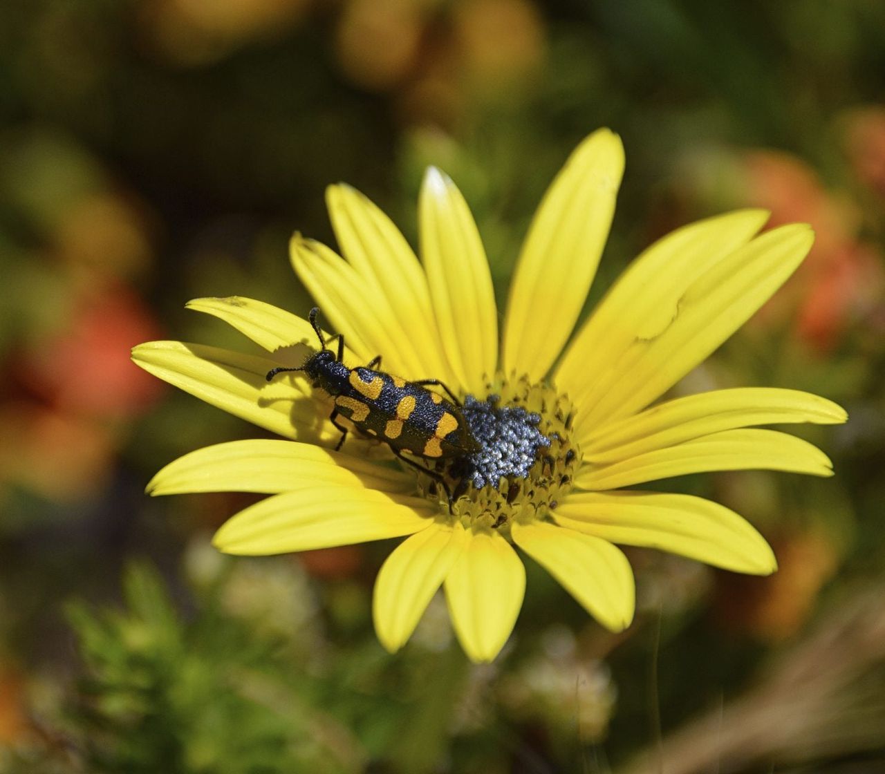 blister beetle