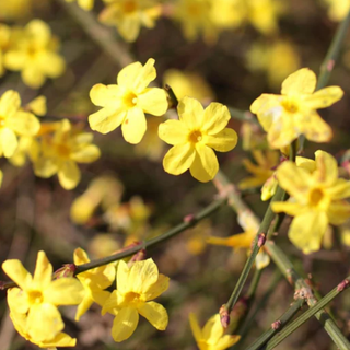 a winter jasmine plant flowering in small yellow flowers