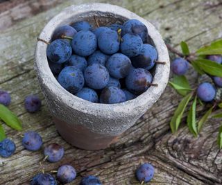 old plant pot filled with sloe berry harvest