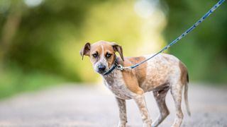 Dog walking on leash