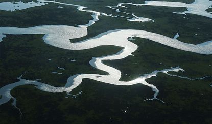 Wetlands near New Orleans.