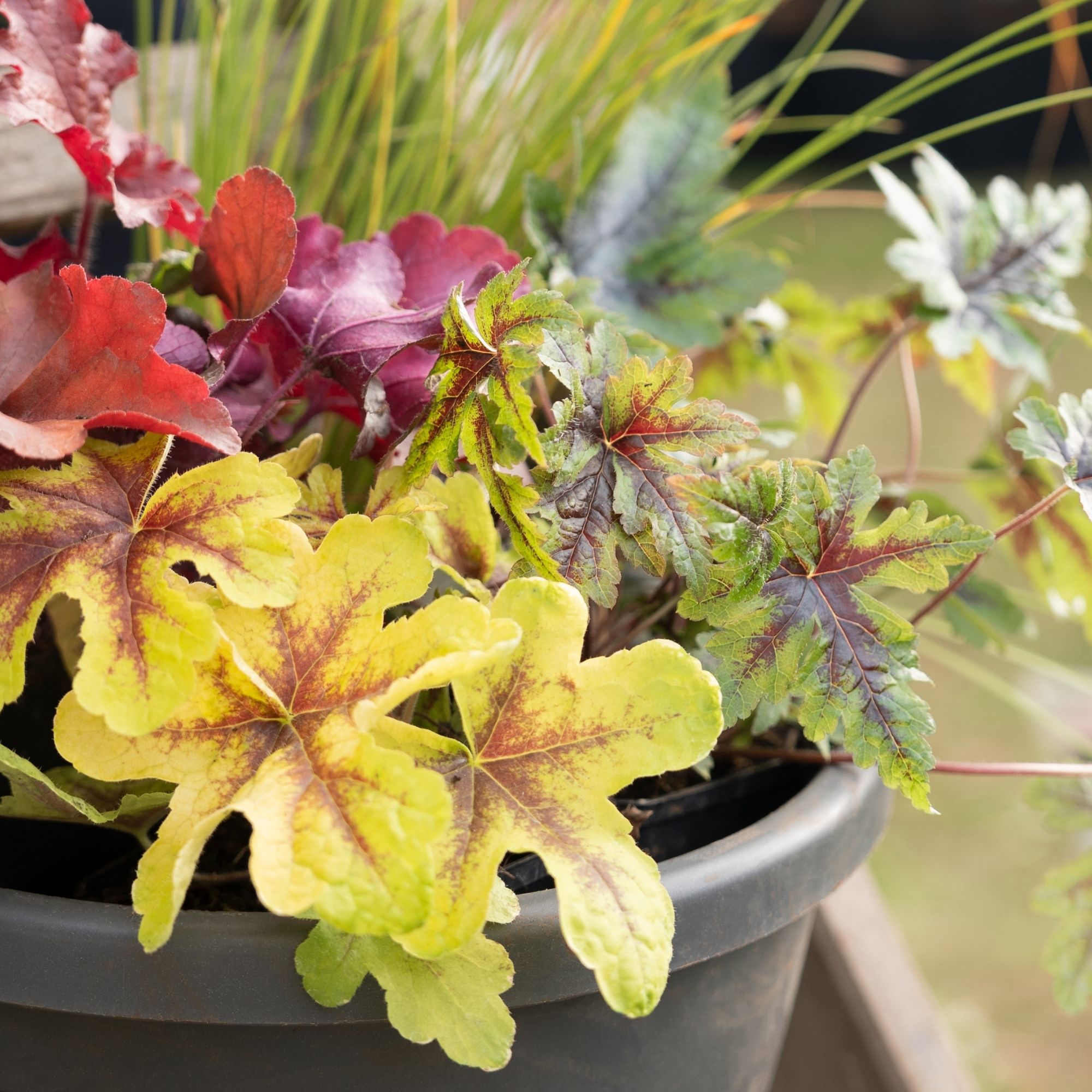 heucheras in container