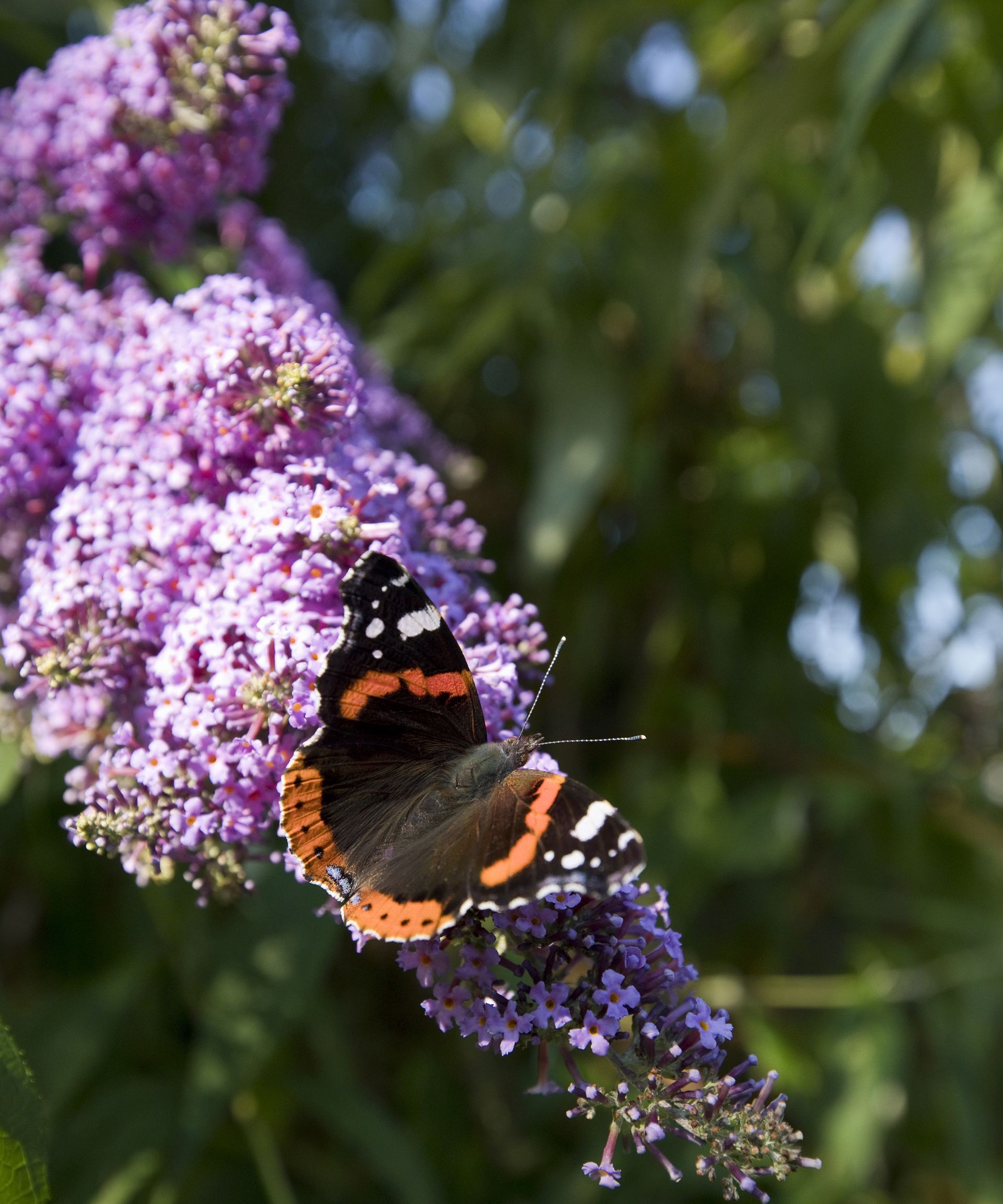 Red Admiral butterfly Vanessa atalanta on a Buddleja davidii in flower
