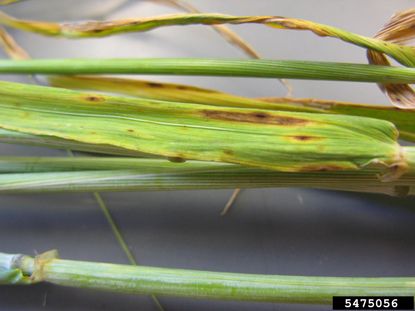 Barley Plant With Speckled Lead Blotch Fungal Disease