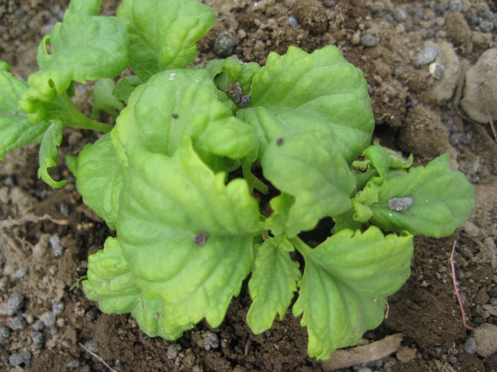 Serata Basil Growing In The Garden