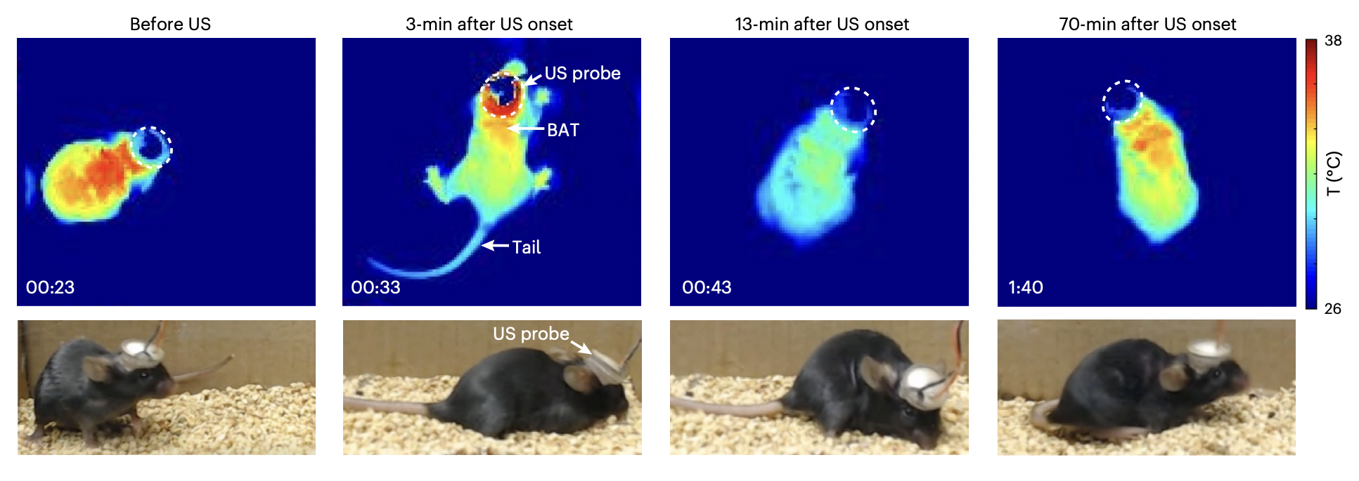 Infrarot-Wärmebilder einer Maus zeigen, wie ihre Körpertemperatur sinkt, wenn sie in einen starren Zustand versetzt wird.  Eine Reihe von Fotos am unteren Rand des Rahmens zeigt normale Fotos der braunen Maus, die einen winzigen Helm (das Ultraschallgerät) trägt.