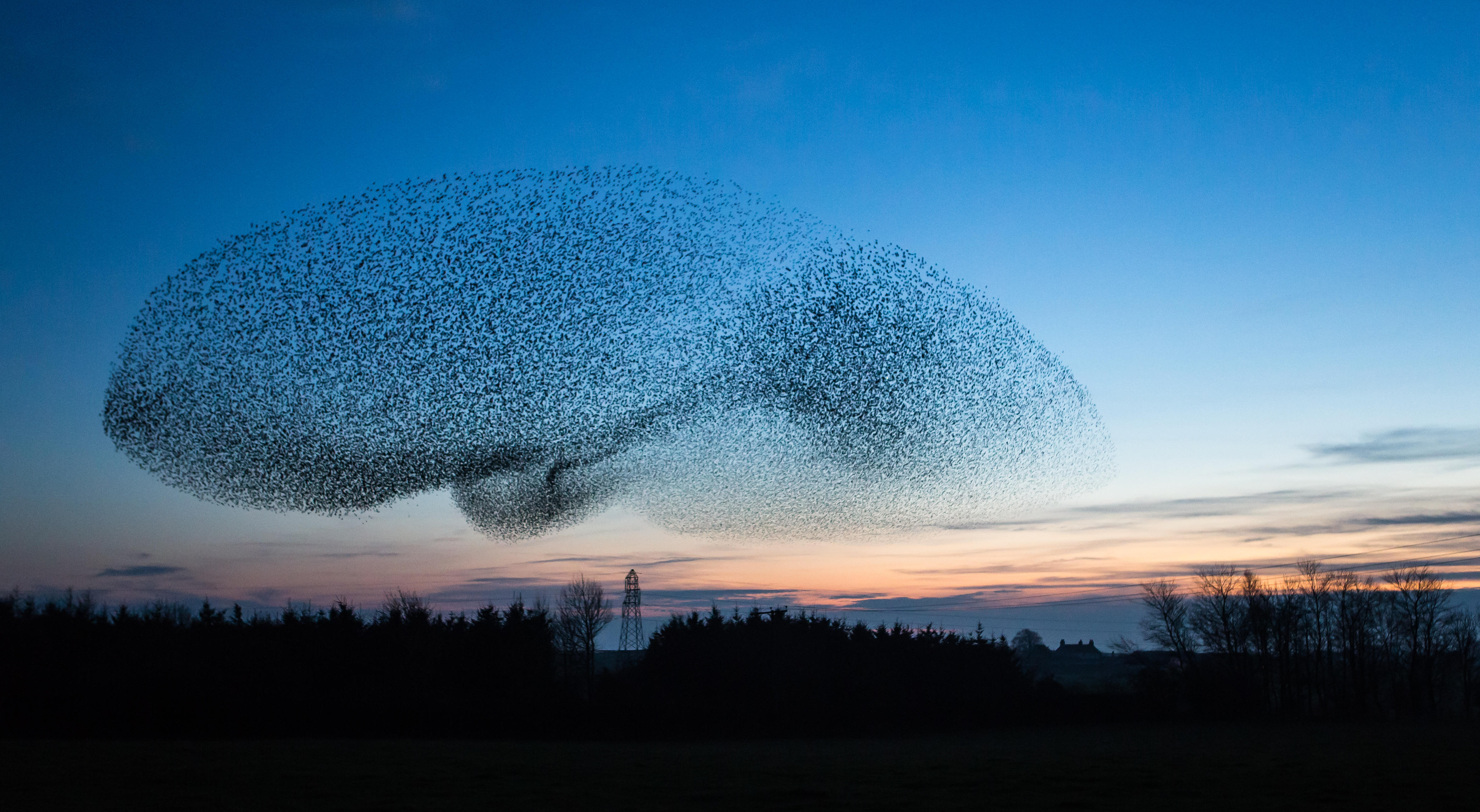 A murmuration of starlings shapes the sky at dusk, near the town of Gretna in the south of Scotland.