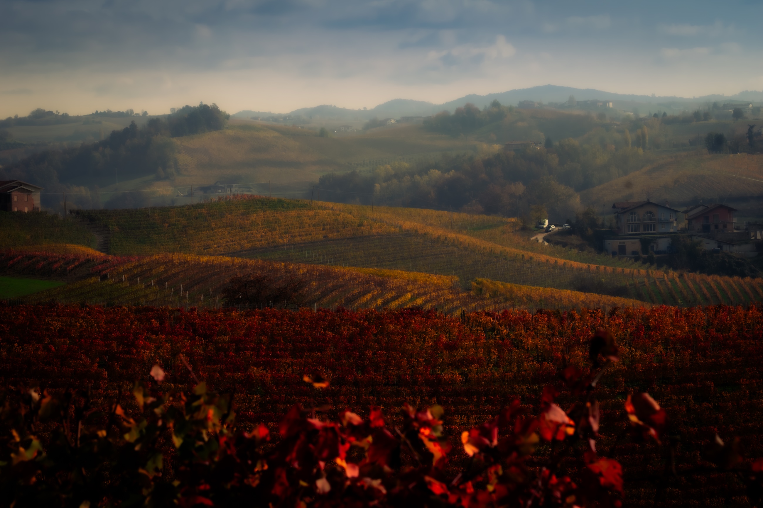 Piedmontese vineyards in autumn