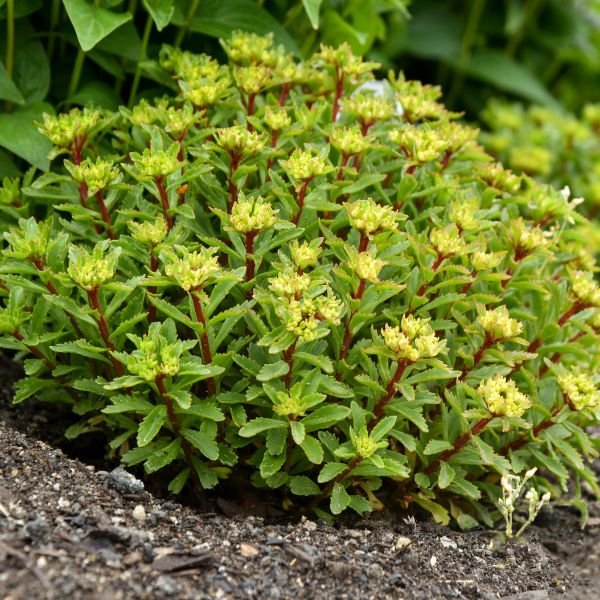 Rock 'n Round&amp;reg; Bright Idea Sedum