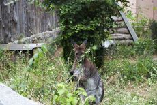 Kangaroo In A Garden