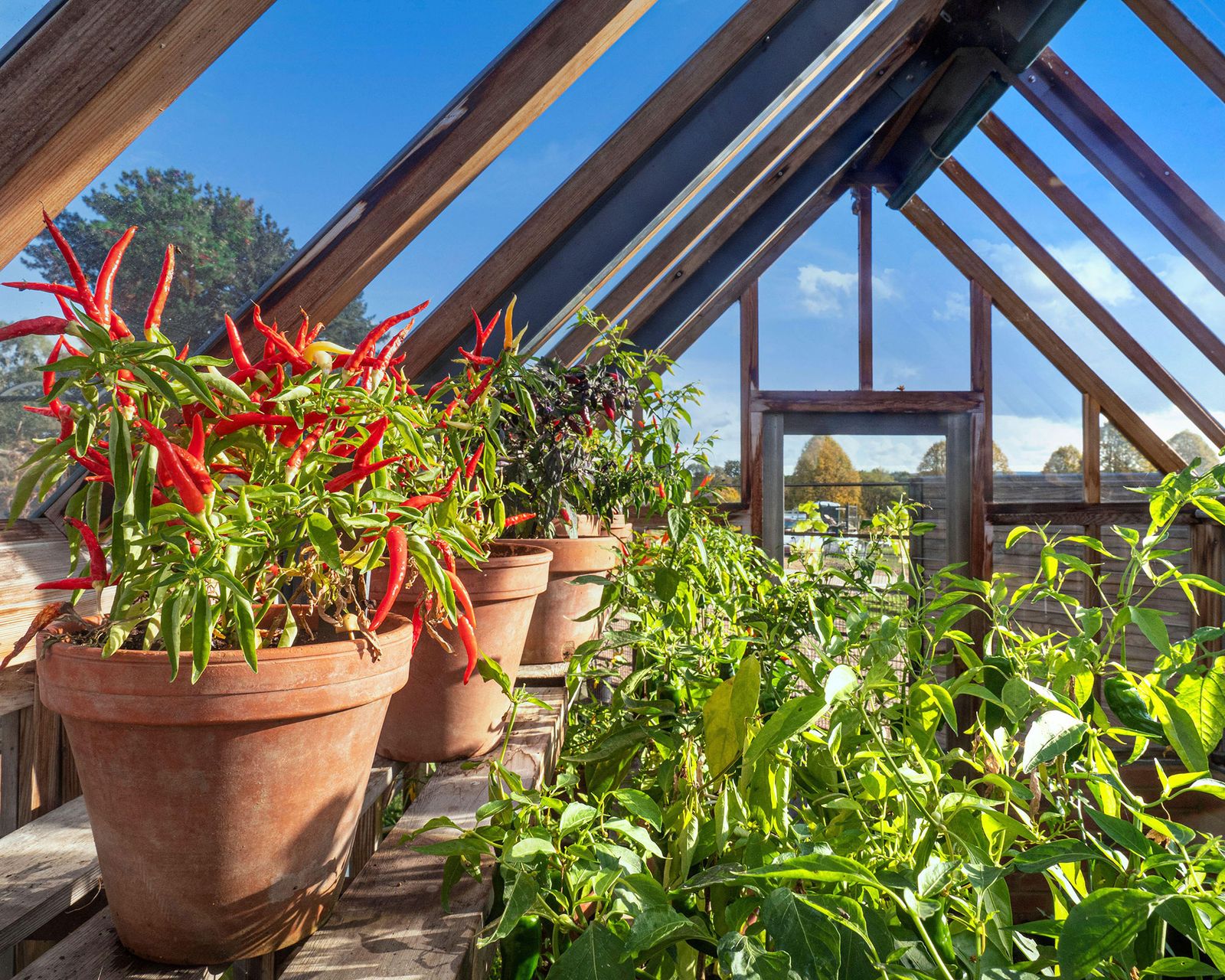 how-to-grow-plants-year-round-in-an-unheated-greenhouse