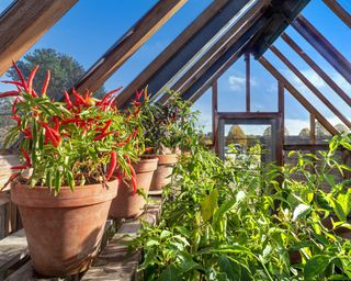 chillies in greenhouse