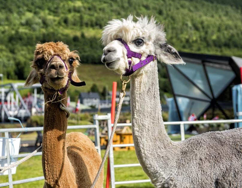 Some local wildlife watches the racing