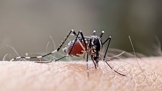 Close-up picture of an aedes aegypti mosquito perched on human skin with their proboscis, or mouth, sucking up blood
