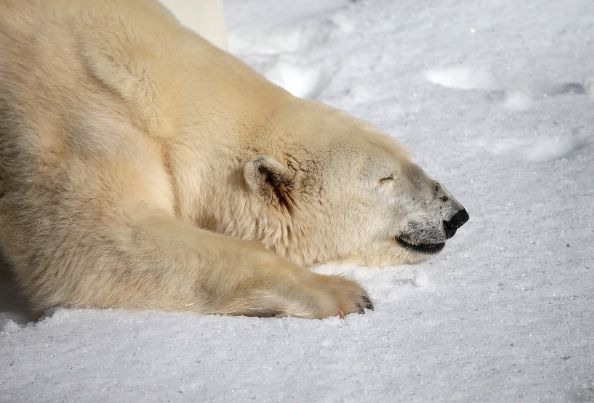 A polar bear