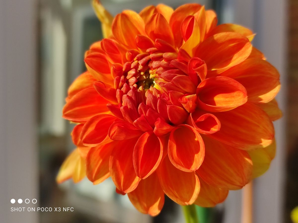 If you want to take &ldquo;macro&rdquo;-style images, use the 2x zoom and the main camera, not the macro camera: it sucks. This is a 2x zoom shot.