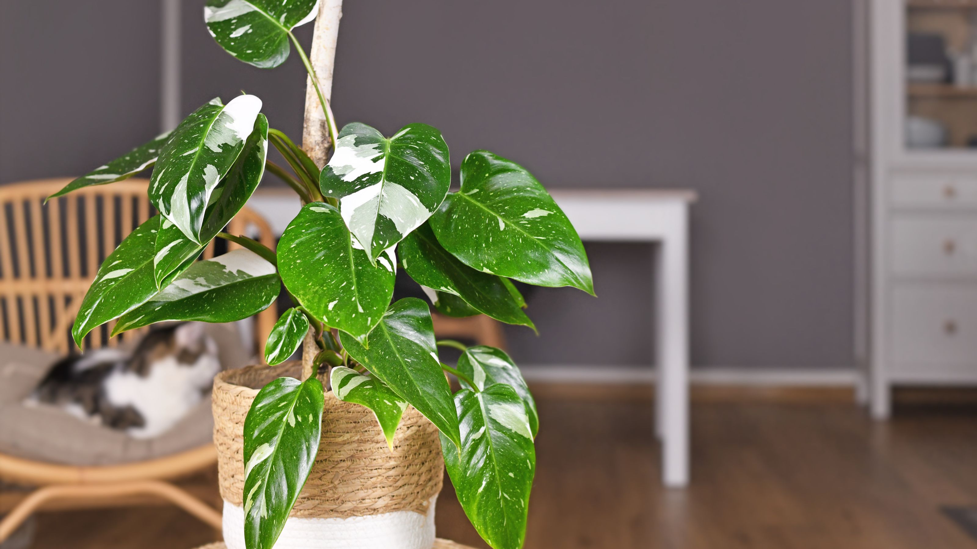 Philodendron 'White Princess' houseplant