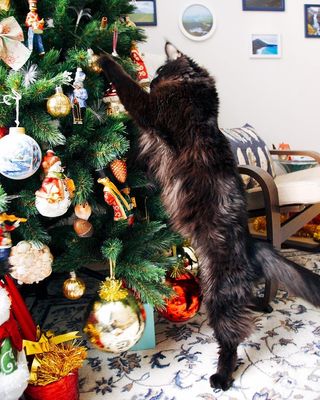 cat attacking a Christmas tree