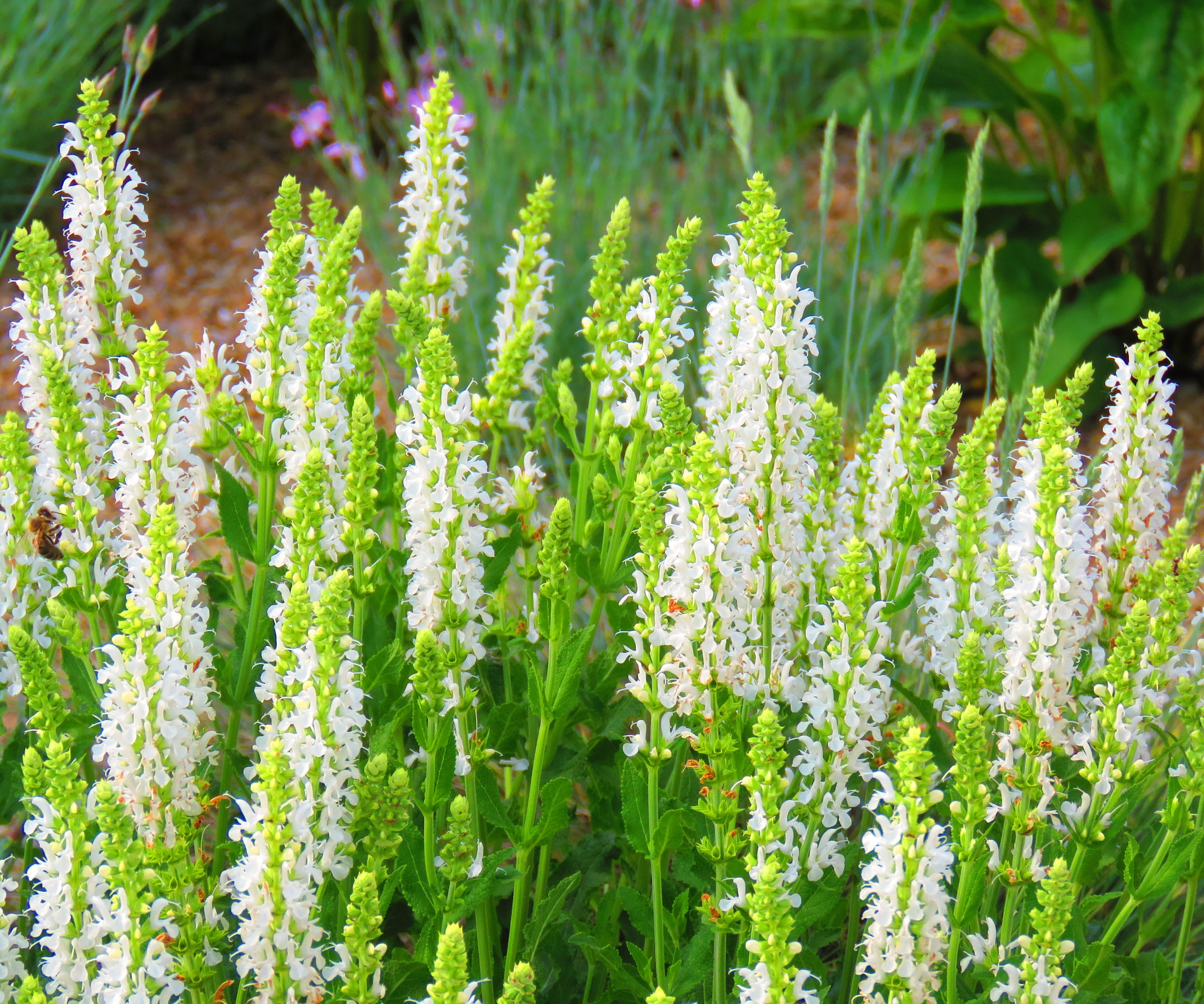 summersweet shrub with white flower spires