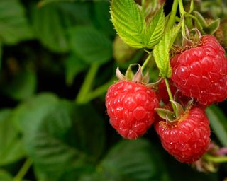 what to plant in December raspberries